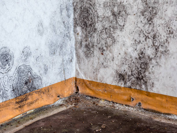 Professional Mold Inspection, Removal & Remediation in Bloomfield, NM